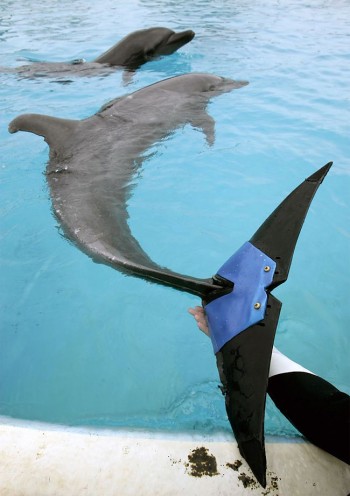 Dolphin tail prosthesis