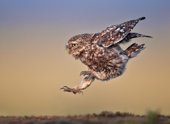 Burrowing Owl
