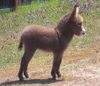 Fluffy baby donkey