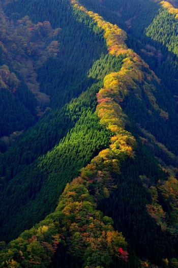 Maple Trees Ridge