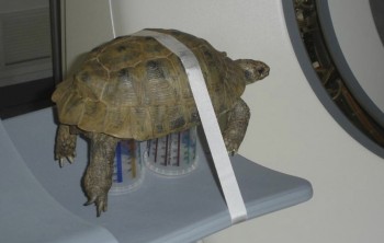 Tortoise getting a CT scan