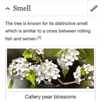 Callery Pear Blossoms