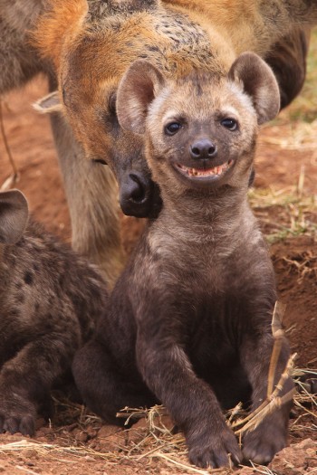 Happy hyena