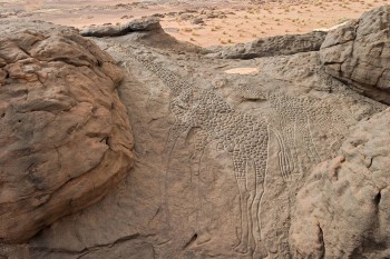 10,000 year old rock engravings of giraffes