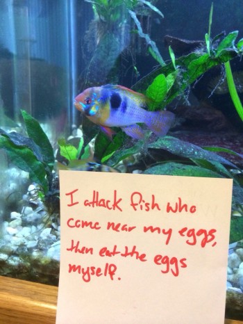 Fish Shaming