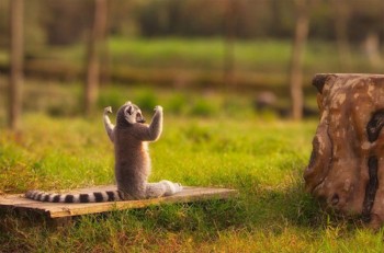 King Julien