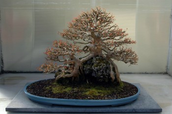 A 41 Year Old Trident Bonsai Maple Tree