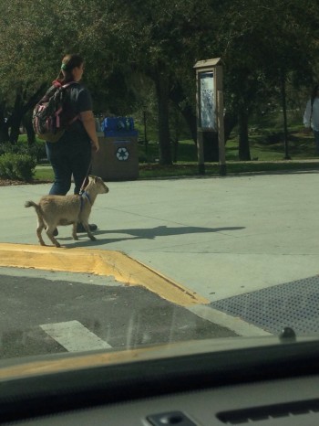 Walkin' Ma Goat