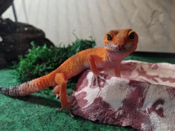 Hallo