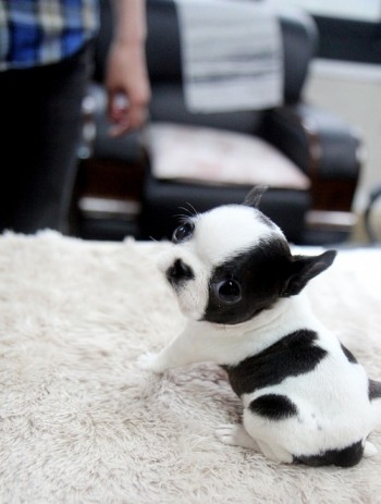 Puppy Eyes