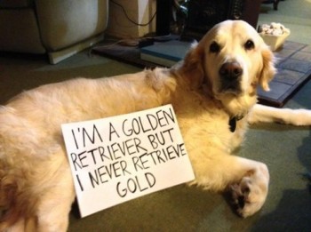 Dog shaming