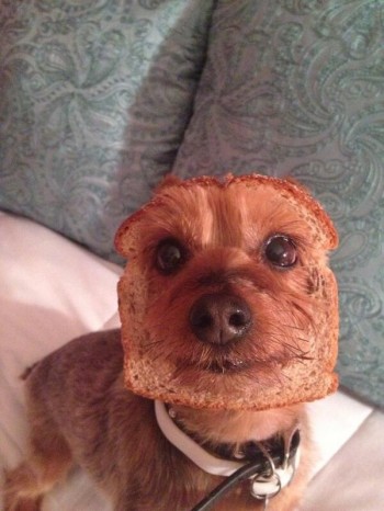 half dog - half bread