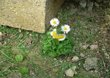 Happy Flower