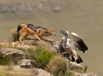 Vulture vs. Jackal