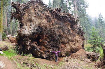 Fallen Sequoia