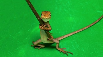 My Stick!