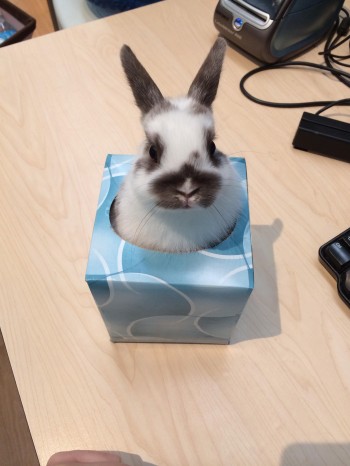 Bunny in a box