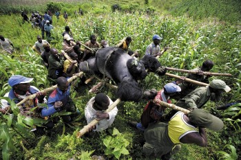 Gorilla being transported