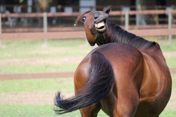 The horse they call "Potato"
