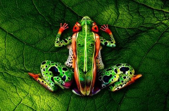 Frog