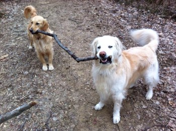 Golden retriever teamwork