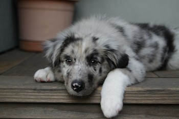 Aww