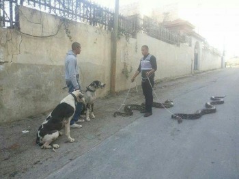 Just walkin' my snakes