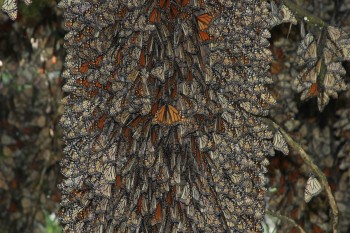 Trees Completely Covered in Monarch Butterflies
