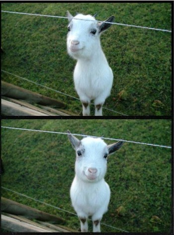 Happy goat
