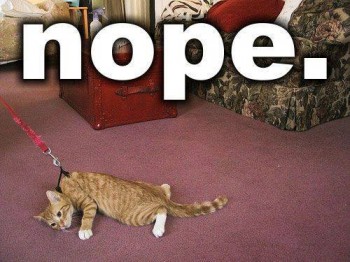 Kitty, wanna go for a walk?