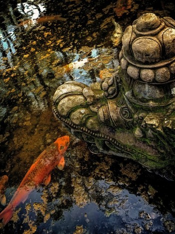 Koi & Dragon