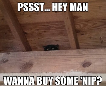 Pssst...