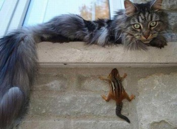 Shaolin chipmunk