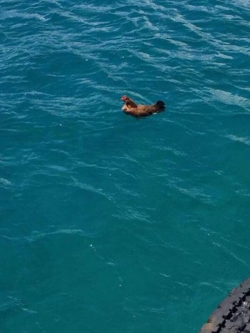Chicken of the sea