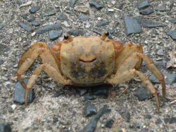 Happy Crab