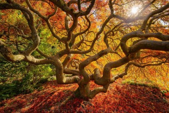 Japanese Maple Tree