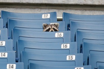 Raccoon watching Yankee's Spring Training game