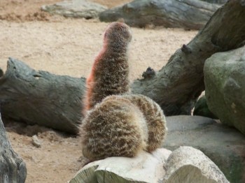 Three meerkats