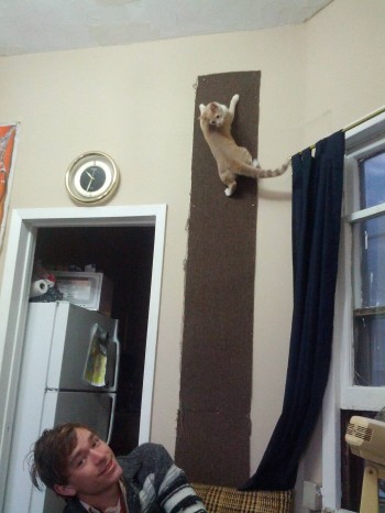 Cat Wall