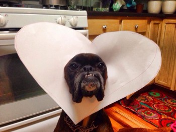 Valentine's Dog