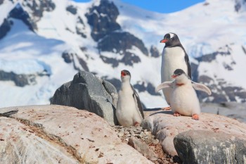 Happy Penguins