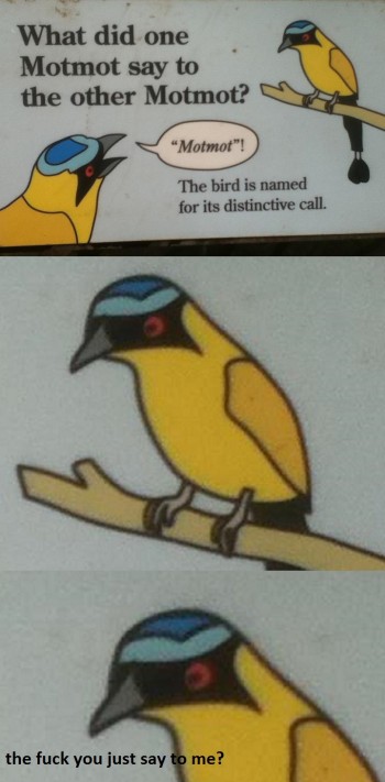What did one Motmot say to the other Motmot?
