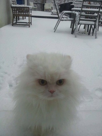 Unimpressed Cat