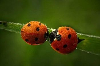 Wet Ladybugs