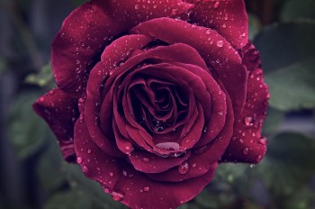 Rose in the Rain