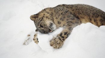 I love you snow