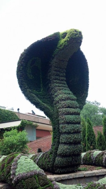 Topiary Cobra