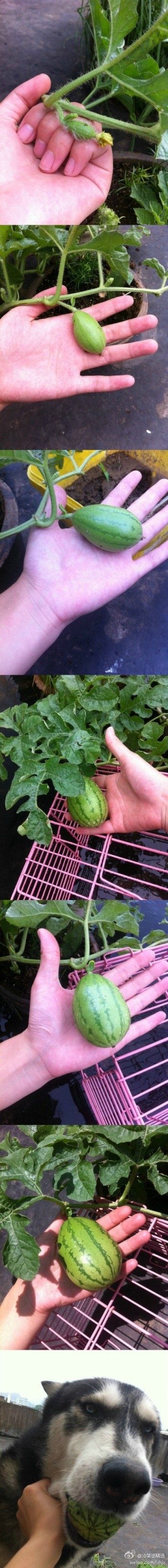 Stages of growing a watermelon
