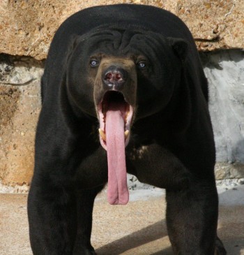 Bear Tongue