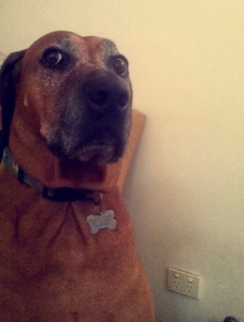 Impressed Dog